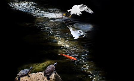 A beautiful scene unfolding  in nature. A heron taking off with a splash while turtles on a rock look on and fish swim peacefully.